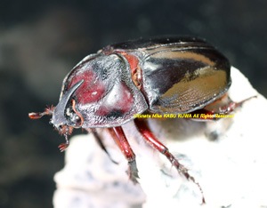 2019,2/27 ����WILD ���ƥڥ롼�ء�Precious Beetle  �ѥ󥫥֥ȡ�No,6����Bñ�� ����5������1���礱