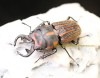 2019,2/27 WILD ƥڥ롼ءPrecious Beetle  ˥֥ͥȡNo,125mm ڥ 