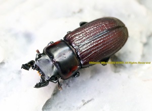 2019,2/27 新着WILD 南米ペルー便 Precious Beetle ウェンディムネツノ