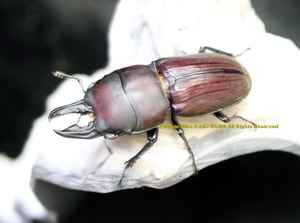 2019,2/27 新着WILD 南米ペルー便 Precious Beetle インカドルクス