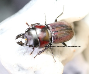 ペルー 彩色土器 クジラ インカ 2019,2/27 新着WILD 南米ペルー便 Precious Beetle インカ