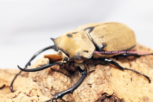 エレファス　オキシデンタリス　♂標本 0000000032792_8DDDY54.jpg