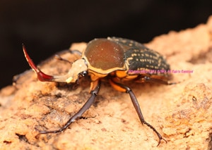 2019,4/8 新着WILD カメルーン便 ハリシサスマタカナブン♂48mm