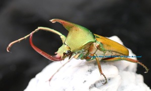 2019,4/21 ����WILD ����ޥ󥿥��ء��ǹ���!! �ƥ��ɥ���������ȥ��� No,3.1����38mm��23��24mm�ڥ�����