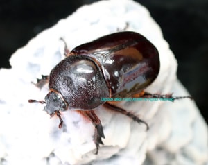 2019,4/21 新着WILD マレーシア便 ヘラムネツノカブト No,3 ♀39mm