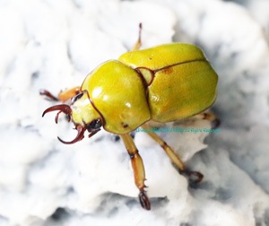 マレーシア産　クワガタコガネ　41mm マレーシア産 クワガタコガネ 41mm マレーシア産クワガタコガネ41mm