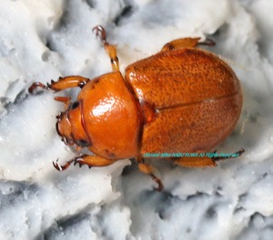 2019,4/21 新着WILD ラオス便 オオバヤシクワガタコガネ No,2 ♀単品完