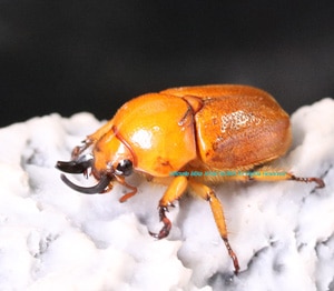 ラオス産　特大　ゲストロテナガコガネ　69mm 通販サイト通販 ラオス産 特大 ゲストロテナガコガネ 69mm