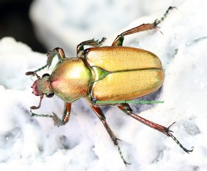 2019,4/21 新着WILD カリマンタン便 最高峰!! カリマンタン産日本初入荷!! テオドシア・マグニフィカ ♀19mm単品
