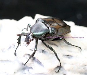 オーストラリア産　ハナムグリセット 楽天市場】【DDA】カミング/ヒメカブトハナムグリ 成虫♂♀ ペア