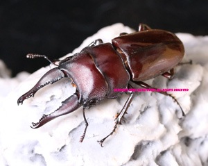 プリンシペ産　ドウネスノコギリクワガタ　62mm ☆貴重！諏訪之瀬島産トカラノコギリクワガタ♂62mmペア