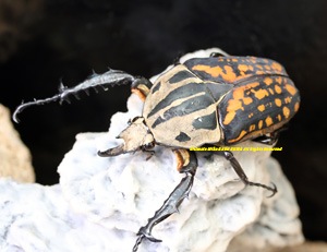 2019,5/13 ����WILD ���󥶥˥��ء������!! �����٥���塼�륭�륯�ͥꡡ��66mm ñ�ʴ���