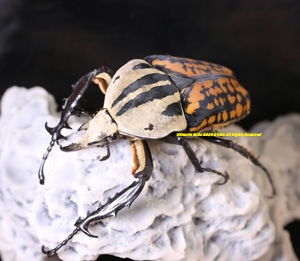 2019,5/13 ����WILD ���󥶥˥��ء������!! �����٥���塼�륭�륯�ͥꡡ��67mm �ڥ�����