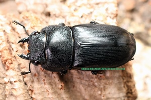 ≪　WILD！　ボルネオ便　トラキクスヒラタクワガタ　成虫ペア　≫ ≪ ボルネオ便！WILD！ トラキクスヒラタ ♀単品 ≫