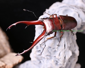 2019,5/25 新着WILD イリアン便 皇帝戦士3年振りの上陸・美麗種