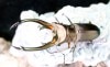 2019,5/25 ����WILD ����ɥͥ����ء��ȥ�󥫡��ȥ����ۥ�����  No,1����80mm �ڥ�������