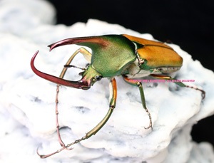 2019年WILDからの 最高峰の美しさを誇るカブトハナムグリ!! テオドシア・アントアン 初2令3頭