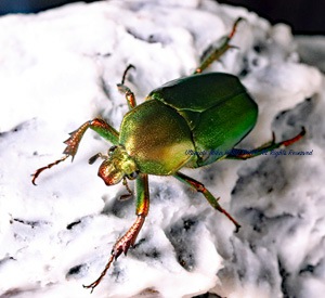 今年採れたて! ポギー　クビワオオツノハナムグリ M.t. poggei ① Episode 3 [Amazing Episode] 