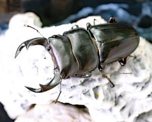 2019,7/1 新着WILD 中国便 久しぶりのWILD ホペイオオクワガタ No,2