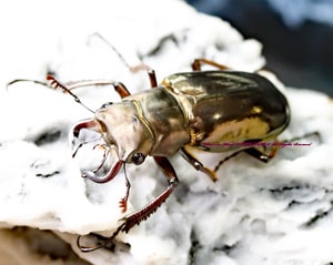 【標本】希少産地 キクロマトイデスミヤマクワガタ（雲南省南部）♂55ミリ+ Yahoo!オークション -「ミヤマクワガタ」(その他) (虫類)の落札相場