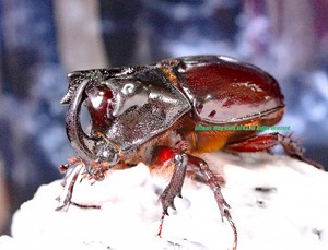 特大 アルミラテゥスウスバカミキリ 標本 ペア ウスバカミキリの値段と