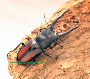 特価‼️特大個体 86mmツカモトフタマタクワガタ 標本 ☆大型新成虫☆ツカモトフタマタクワガタ♂86ミリ♀42ミリペア販売