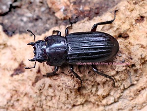 2019，8/7 新着WILD チベット便　日本初入荷・チベットモタク県!! VeryRare!! ドンキエールコクワssp.　♀34mm単品・完品 新着メキシコ便WILDムニスゼッチコフキカブト Sサイズペア