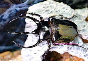 2019,8/24 新着WILD タイ・カンチャナブリ便 日本初入荷!! タイ産