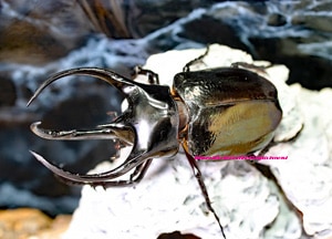 2019,8/24 新着WILD タイ・カンチャナブリ便 日本初入荷!! タイ産