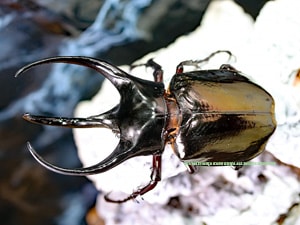 2019,8/24 新着WILD タイ・カンチャナブリ便 日本初入荷!! タイ産