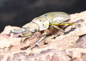 2019,8/26 ����WILD���ޥ졼�����ء��⥻�ꥪ�����󥪥ˡ���61mm  ���ʥڥ�