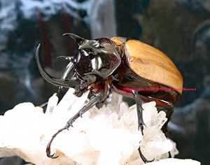 ミャンマー産スキットゴホンヅノカブト65mm