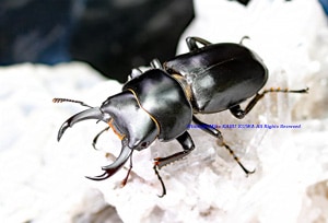 【レア★★★★】ウーコクワガタ② （Dorcus wui）♂♀ペア レア種☆WF2☆ウーコクワ（ドルクス・ウー）♂37ミリ♀30ミリ別血統