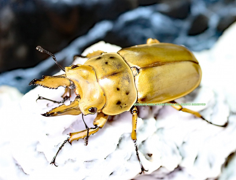 2019,8/26 ����WILD���ޥ졼�����ء��⥻�ꥪ�����󥪥ˡ���61mm  ���ʥڥ�