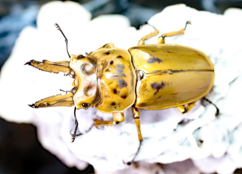 2019,8/26 ����WILD���ޥ졼�����ء��⥻�ꥪ�����󥪥ˡ���62mm  ���ʥڥ�