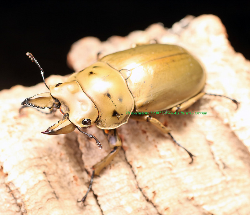 2019,9/10 ����WILD ����ɥͥ����� ��͵���ȯ��!! �⡼��󥫥�ץ������󥪥� ����40mmUP ��42mm���� �ڥ�