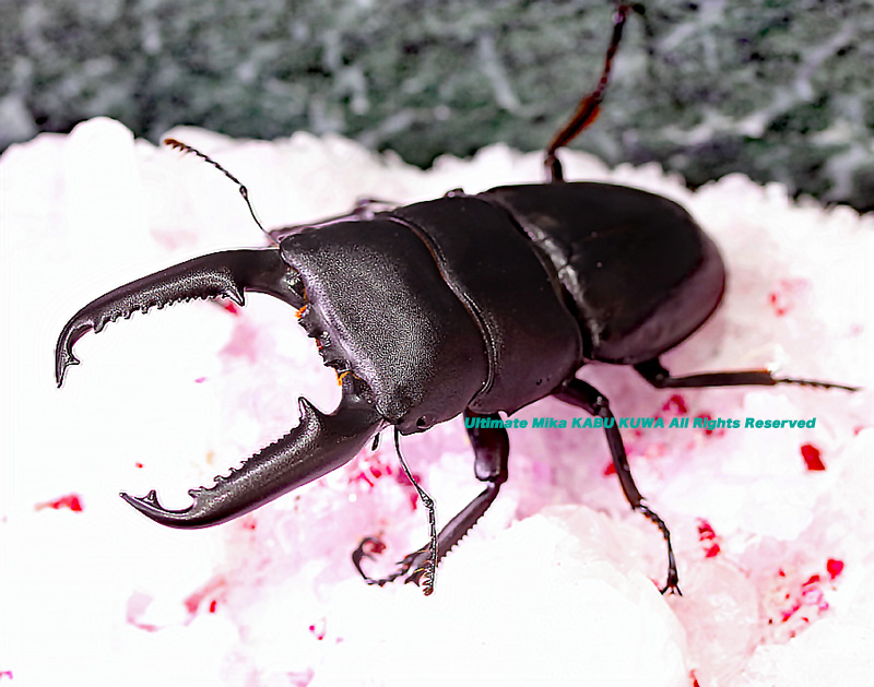 ラ*フ様 LIVE標本　パラワンオオヒラタ　109mm 超特大極太 ラ*フ様 LIVE標本 パラワンオオヒラタ 109mm 超特大極太 - メルカリ