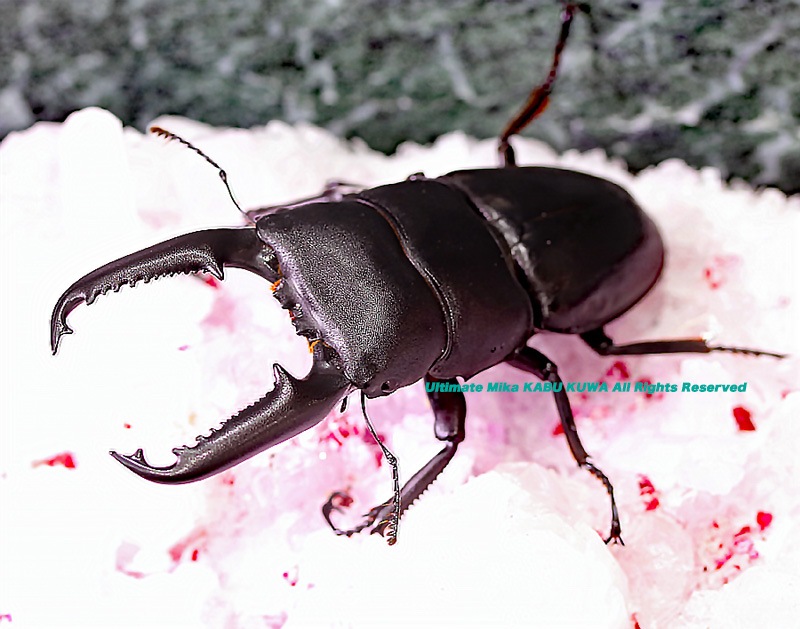 2019,9/22 新着WILD フィリピン便 ヒラタ最大種!! パラワンオオヒラタ