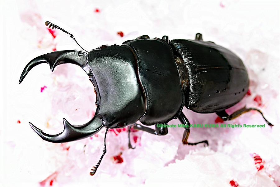2019,9/22 新着WILD フィリピン便 パラワン島 リツセマオオクワ ♂68mm