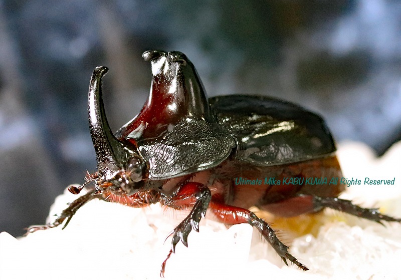 178-54 ▽赤いカブトムシ 幼虫 3頭 幼虫