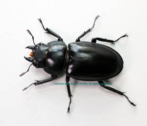 2019,8/7 新着WILD 超美麗種!! ツカモトフタマタ♀30mmUP単品・右後
