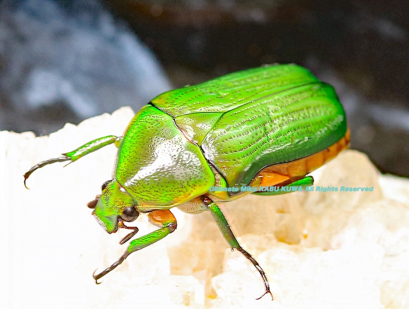 2019,10/2 ����WILD �����ء����ܽ�����!! �쥪�ʥ�ɥĥ䥫�ʥ֥� ���ʥڥ�