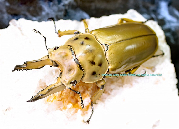 2019,10/4 ����WILD���ޥ졼�����ء��⥻�ꥪ�����󥪥ˡ�No,1 ��71mm  ���ʥڥ�