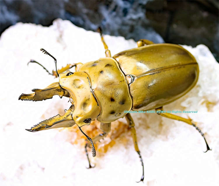 2019,10/4 ����WILD���ޥ졼�����ء��⥻�ꥪ�����󥪥ˡ�No,2 ��70mm  ���ʥڥ�