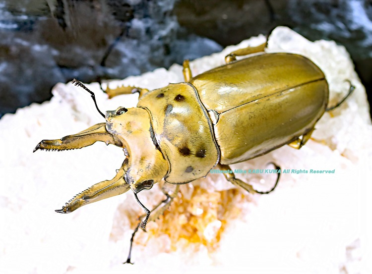 2019,10/4 ����WILD���ޥ졼�����ء��⥻�ꥪ�����󥪥ˡ�No,3 ��A-71mmξ���м㴳�礱  �괰�ʡ��ڥ�