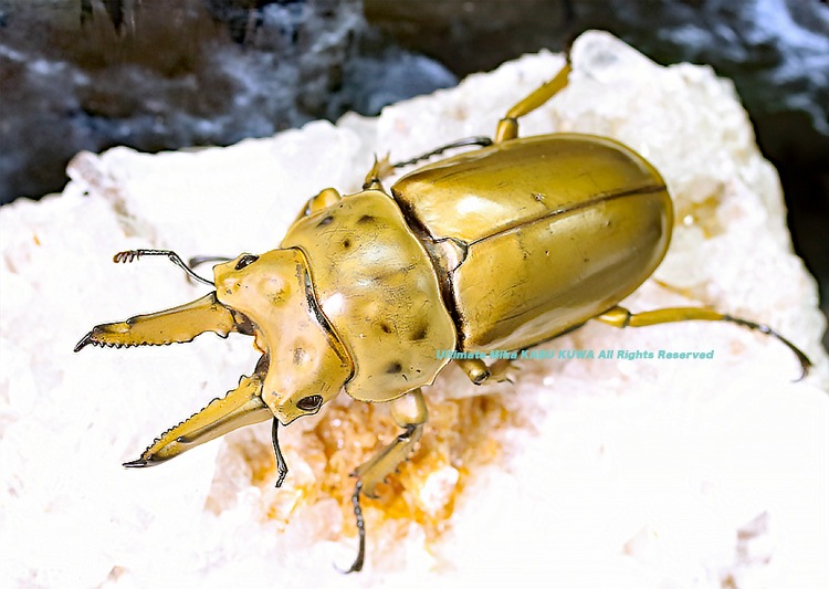 2019,10/4 ����WILD���ޥ졼�����ء��⥻�ꥪ�����󥪥ˡ�No,4 ��A-64mm�����з礱  �괰�ʡ��ڥ�