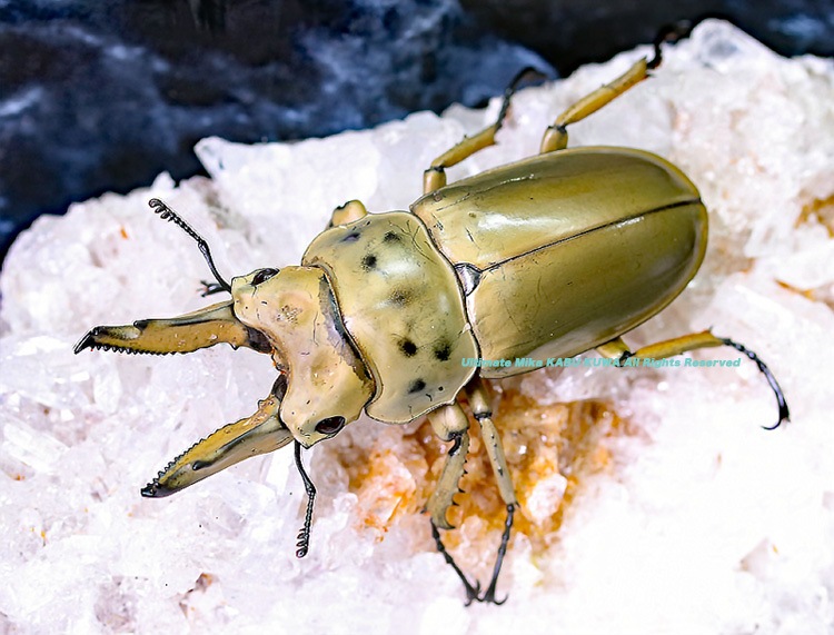 2019,10/4 ����WILD���ޥ졼�����ء��⥻�ꥪ�����󥪥ˡ�No,5 �饷��С��������63mm  �괰�ʡ��ڥ�