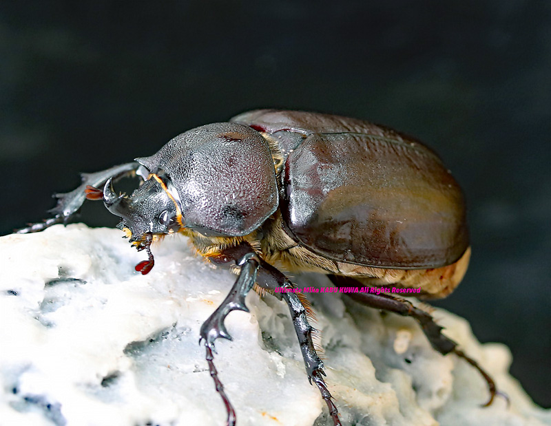 今や入手困難種・アメリカ産 Megasoma パンクチュラトゥスゾウカブト 3