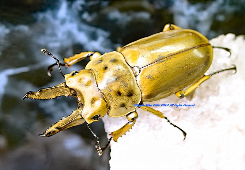 2019,10/4 ����WILD���ޥ졼�����ء��⥻�ꥪ�����󥪥ˡ���65mm  �괰�ʡ��ڥ�