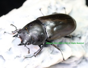 2019,10/25 ����WILD �̥ܥ�ͥ��ء��ǹ���&VeryRare !! �ե륹�ȥ�ե����������󥪥ˡ�No,1����42mmñ�ʡ�����­������